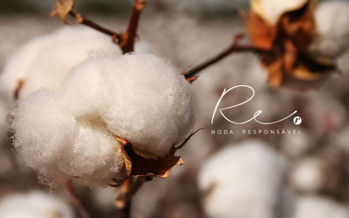 Mais (e mais!) algodão responsável!