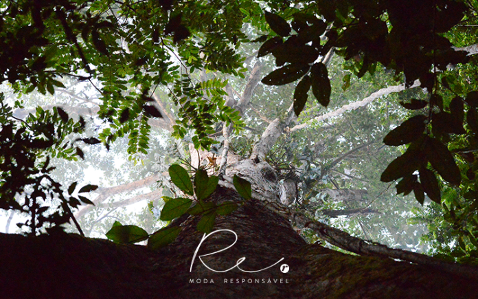 100 mil campos de futebol: esse é o tamanho da área que a Renner ajuda a conservar na Amazônia