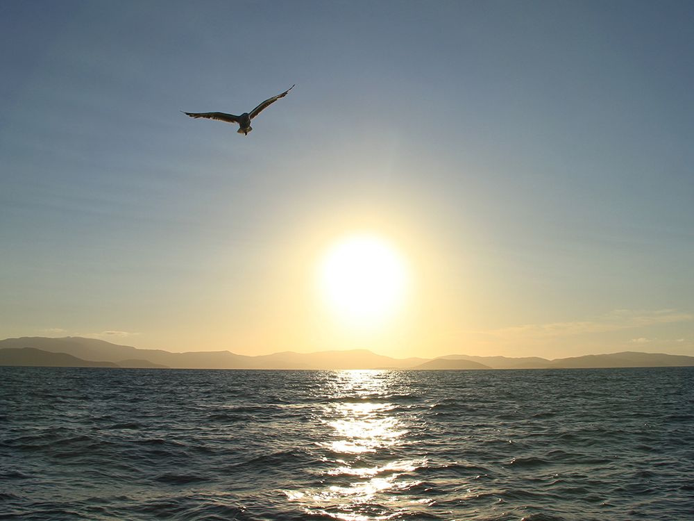 pássaro sobrevoa oceano no por do sol